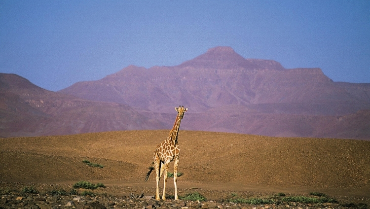 Damaraland Camp - Giraffe